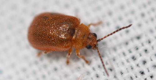 Lochmaea crataegi